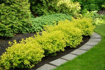 Border of japanese spirea with yellow leaf variety Golden Princess in garden landscape design.
