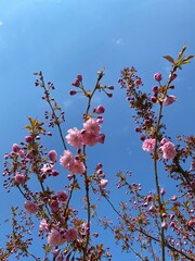 The ancient Japanese tradition of hanami is available to everyone!