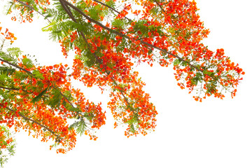 Branch of Flam boyant tree or Flame tree or Royal Poinciana tree isolated on white background.