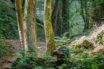 Wild romantisches Müllerthal bei Berdorf