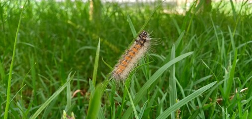 Caterpillar on grass