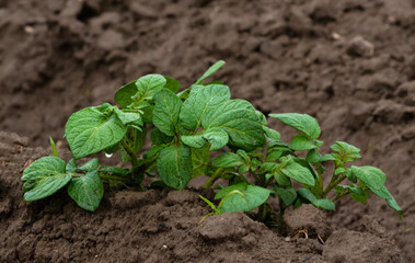 Młode krzaki ziemniaków © Grzegorz