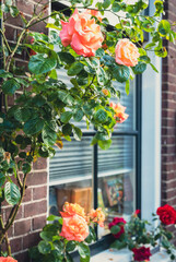 Piękna pnąca się róża ozdabiająca okno w domu. - obrazy, fototapety, plakaty