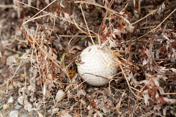 A Japanese version of baseball played with a hard rubber ball 
