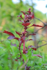 Obraz premium red and flower