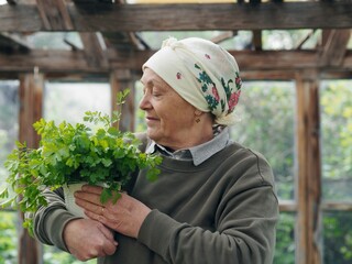 An elderly woman in a rustic headscarf holds a bunch of early healthy cilantro herb grown in her own greenhouse.