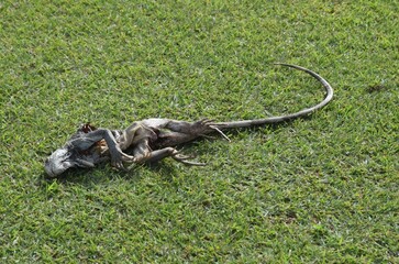 Dead Iguana with a long tail laying on green grass showing signs of decay