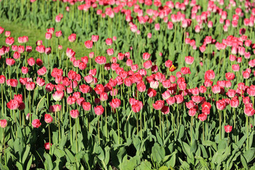 Red and pink tulip flowers, colorful spring background. Field of blooming tulips