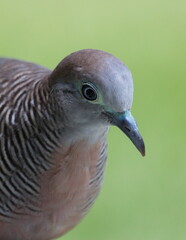Close-up shot of a bird's face