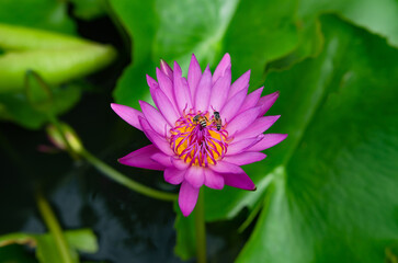 Lotus flowers that were blooming in the morning and bees gathered pollen. Soft focus