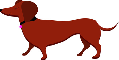 Dog. Dachshund. High quality vector illustration.