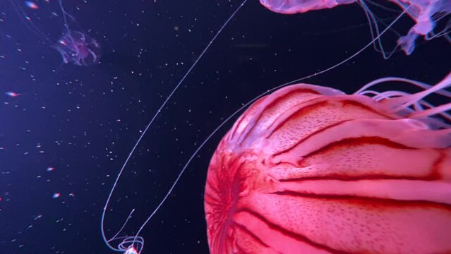 幻想的に泳ぐアカクラゲの映像