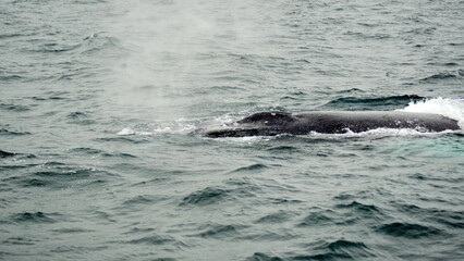 Blow hole of a humpback whale in Machalilla National Park, off the coast of Puerto Lopez, Ecuador