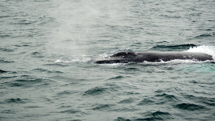 Obraz premium Blow hole of a humpback whale in Machalilla National Park, off the coast of Puerto Lopez, Ecuador