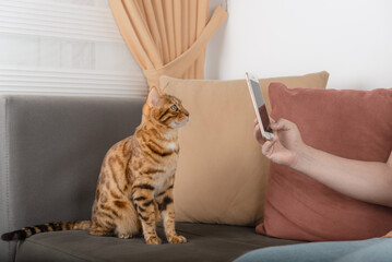 The owner takes a picture of his pet - a cat on the phone.