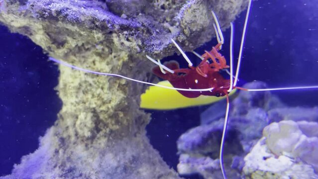 Eine rote Kardinalsgarnele im Meerwasseraquarium.