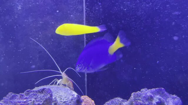 Gelbe Lippfische und Gelbschwanzdemoselle im Meerwasseraquarium.