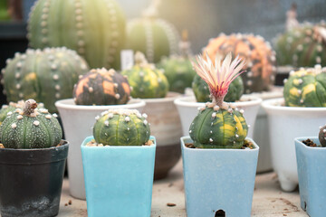 collection plants sand dollar cactus astrophytum asterias f. variegatum in the nursery.