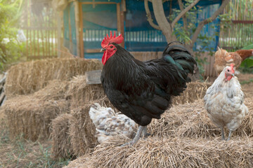 Chicken have red comb. Black australorp rooster stand on the straw in the backyard agricultural...