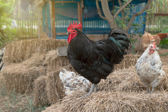 Chicken have red comb. Black australorp rooster stand on the straw in the backyard agricultural garden during the evening light.