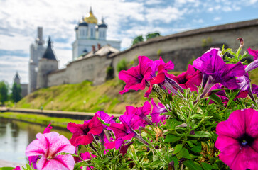 Bright pink flowers on the background of the Pskov Kremlin, Pskov, Russia