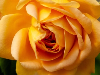 orange rose closeup