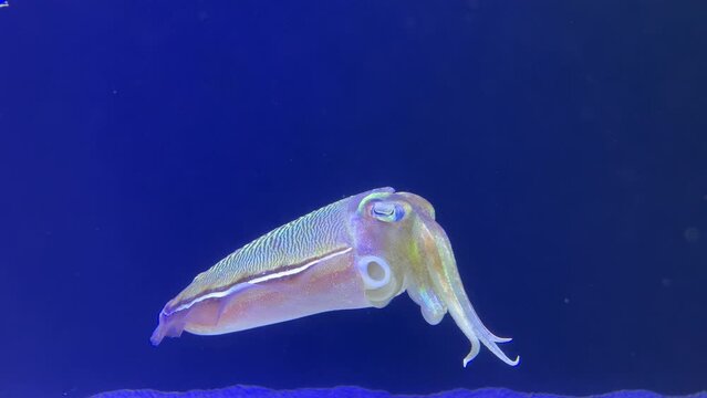 のんびりと泳ぐコウイカの映像