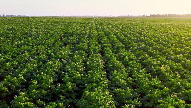 Rows of a blossom potato plant on sunset. Agriculture Food Harvest concept.