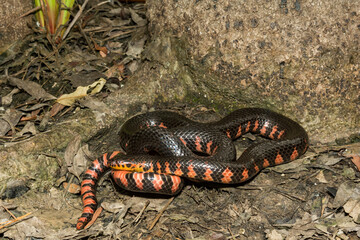 Eastern Mud Snake - Farancia abacura