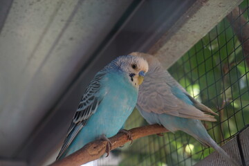 selective focus of a parakeet perched on a tree trunk in a large cage