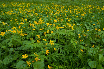 Lawn with wild yellow buttercup flowers in springtime