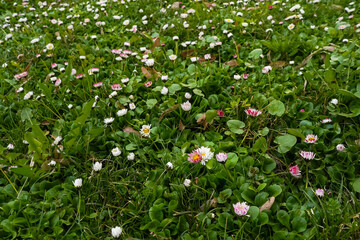 Fototapeta premium White and pink daisy flowers meadow in spring
