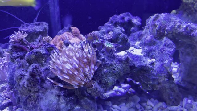 Ein Kalkröhrenwurm in einem Meerwasseraquarium.