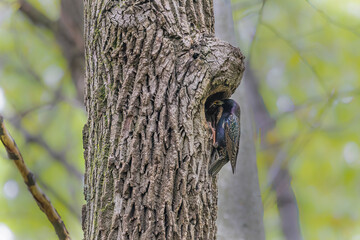 The common starling or European starling (Sturnus vulgaris) nesting in the tree.