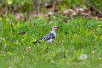 The red-belied woodpecker (Melanerpes carolinus ) looking food on a meadow