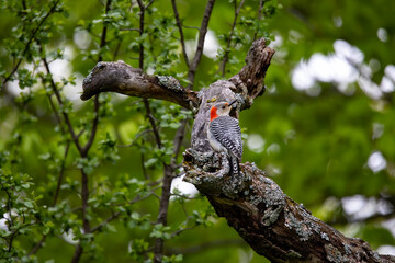 The red-bellied woodpecker (Melanerpes carolinus) near nesting cavity