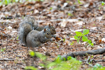 Naklejka na ściany i meble The eastern gray squirrel (Sciurus carolinensis) in the park