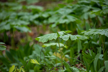 Mayapple (Podophyllum peltatum)
Mayapples are native plants that grow in large colonies. These plants have an edible fruit and the Native Americans had medicinal uses for parts of this plant 