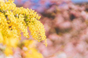 アカシアミモザと桜の後ボケ