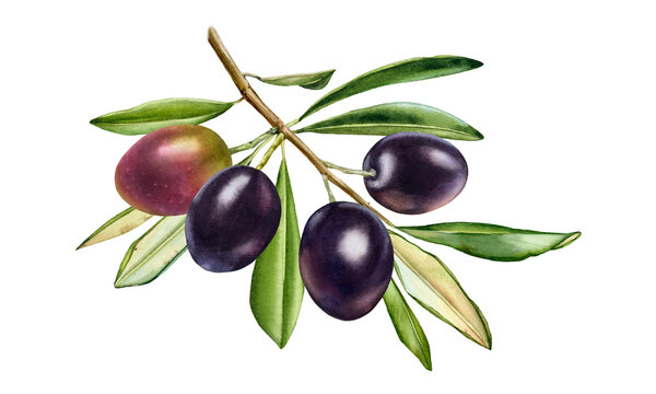 Black olive branch. Watercolor shiny fruits with leaves. Realistic painting with fresh ripe purple olives. Botanical illustration on white. Hand drawn tasty food design element