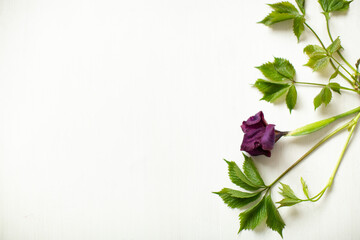 iris on a wooden background