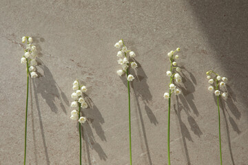 Twigs of lilies of the valley with shadows on a beige background. Front view