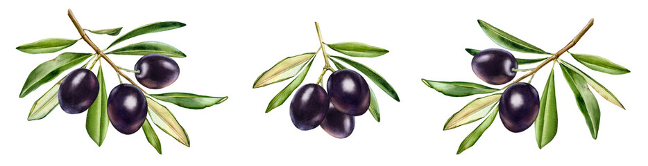 Black olive branches. Watercolo collection with ripe fruits and leaves. Realistic botanical painting with fresh olives. Hand drawn set with tasty food design elements - 507309932