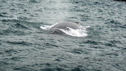 Naklejka premium Humpback whale in Machalilla National Park, off the coast of Puerto Lopez, Ecuador