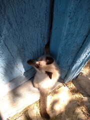 A kitten who likes to be photographed.