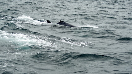 Fototapeta premium Humpback whale in Machalilla National Park, off the coast of Puerto Lopez, Ecuador