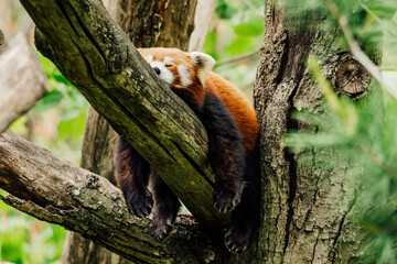 A sleepy red panda on a tree