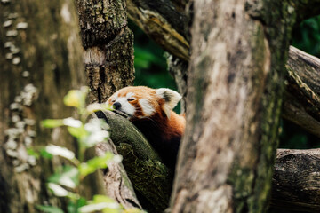 A sleepy red panda on a tree