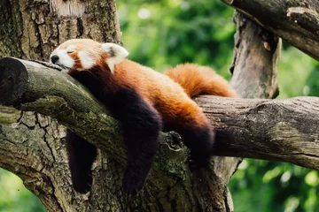Foto op Canvas A sleepy red panda on a tree © R. Nieuwland