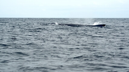 Fototapeta premium Humpback whale in Machalilla National Park, off the coast of Puerto Lopez, Ecuador